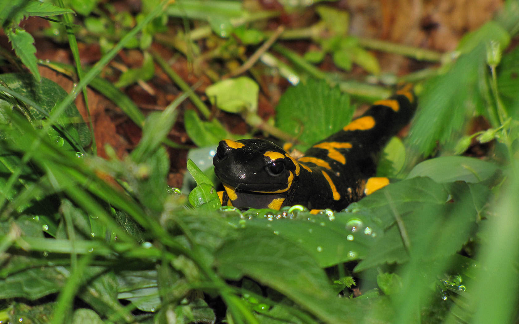 In posa per me! Salamandra salamandra salamandra